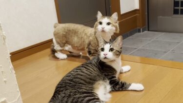 驚いて逃げたことを無かったことにする猫【ひのき猫】