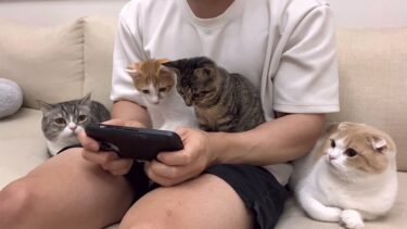 休日に甘えんぼ猫たちを無視してゲームしてたらこうなっちゃいました…【もちまる日記】