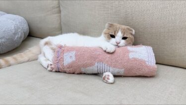 保護した子猫を里親に出したら、匂いが恋しくて先住猫がこうなっちゃいました…【もちまる日記】