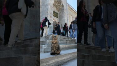 たくさんの観光客の中でも堂々と写真撮影に応じるイスタンブールの猫【感動猫動画】