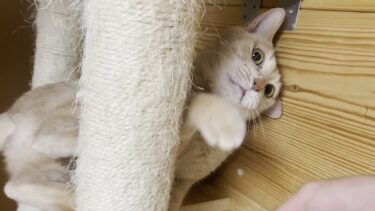 「息子から目を離すと危ないから」と、いつも保護者な猫【ひのき猫】