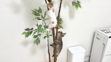 夜中に騒がしいので電気をつけたら子猫たちがまさかのこうなってました…【もちまる日記】