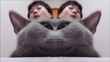 【再編集】猫の頭からにょきにょき出てくる人間(２人？)【kokesukepapa】