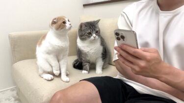 ひとりでこっそり猫動画を見てたら猫たちが嫉妬してこうなっちゃいました…【もちまる日記】