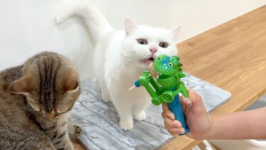 目の前で大好きなアイスが怪獣に食べられたら…笑【ポムさんとしまちゃん / ねこべや】