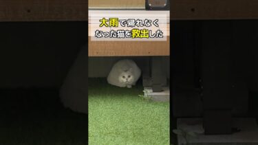 大雨で家に帰れなくなっていた猫を救出しました！【ポムさんとしまちゃん / ねこべや】