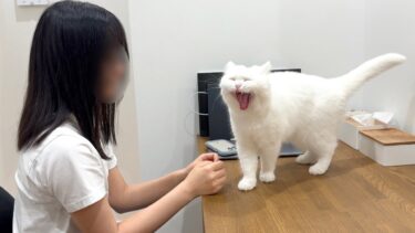 もふ猫のごはんの催促が凄すぎて負けてしまった飼い主…。【ポムさんとしまちゃん / ねこべや】