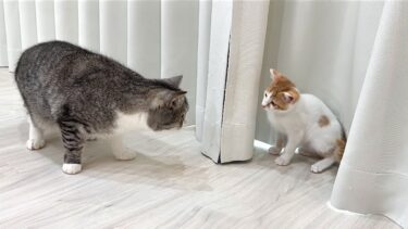 病院から匂いをつけて帰ってきた子猫たちと再会したら猫がまさかのこうなっちゃいました…【もちまる日記】