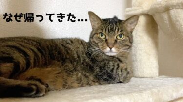 久しぶりに飼い主が帰宅しても全く嬉しくない様子の凶暴猫…【てん動画】