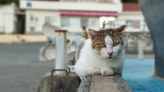 感動猫動画 のライブ配信【感動猫動画】