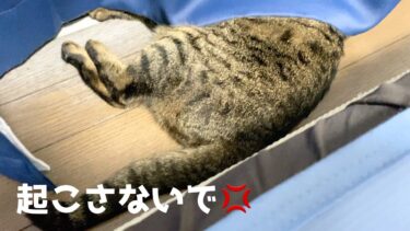 頭を隠して爆睡している凶暴猫をツンツンした結果…【てん動画】