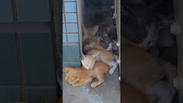 子猫たちさっきまで大騒ぎだったけど今は揃って寝てます【感動猫動画】