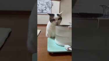 溢しすぎやろ〜【ひのき猫】