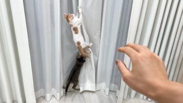 保護した子猫たちが元気に育ちすぎてとうとう手がつけられなくなってきました…【もちまる日記】