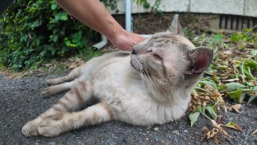 島の学校に行く坂道で寝ていた長老猫がカワイイ【感動猫動画】