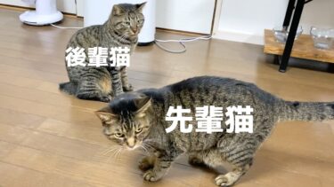 先輩猫に何度もおやつを奪われて放心状態の後輩猫…【てん動画】