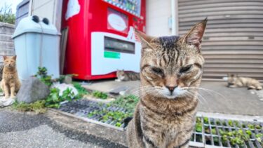 猫島の港近くの自販機前は猫の溜まり場になっている【感動猫動画】