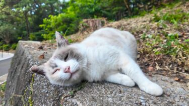 公園の塀の上にいた猫を撫でると喜んで返事をしてカワイイ【感動猫動画】