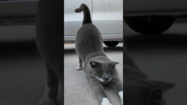 車の下にいた猫たちが競うようにモフられに出てきた【感動猫動画】