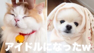 猫と犬が訳あってとんでもない可愛さになったのでみて欲しいww【猫のレモンちゃんねる】