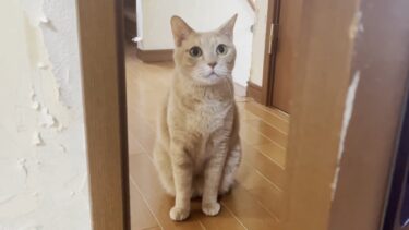 留守番をする息子と一緒に遊んであげる猫【ひのき猫】