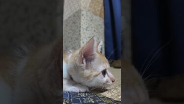 【猫旅館】部屋に遊びに来た子猫がかわい過ぎる【感動猫動画】