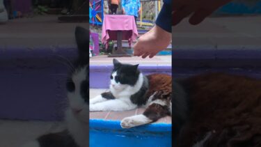 何故か階段がカラフルな街の猫【感動猫動画】