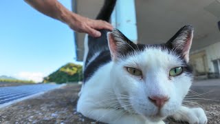 漁港で寝ていた猫ナデナデする【感動猫動画】