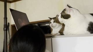 猫もリモートで花火を観覧する時代になりました【ひのき猫】