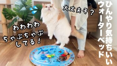 猫と犬をひんやりウォーターベッドの上に置いてみた結果がかわいいww【猫のレモンちゃんねる】