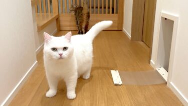 隔離してた猫がペットドアを破壊して脱走しました…【ポムさんとしまちゃん / ねこべや】