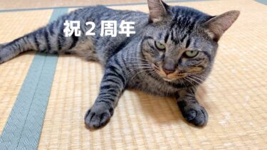 【悲報】猫の育て方を間違えたかもしれません…【てん動画】