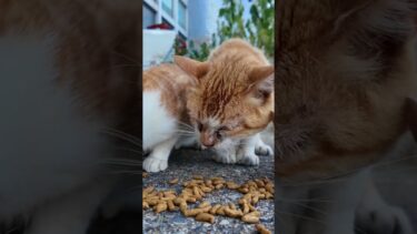 カリカリデビュー間もない子猫も一生懸命食べてます【感動猫動画】