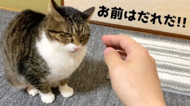 実家猫に久しぶりに再会したら忘れられていて攻撃対象になっていた…【てん動画】