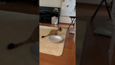 秀吉の悪いところ【ひのき猫】