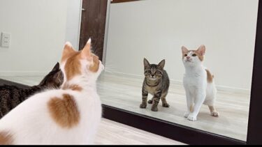 生まれて初めて鏡を見た子猫のリアクションが100点すぎましたw【もちまる日記】