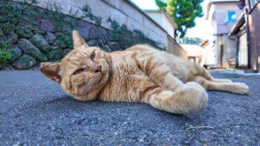 猫島の茶トラ猫ちゃん路地裏の日陰で寝てます【感動猫動画】