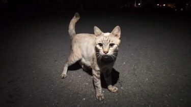 夜の港に行ってみると猫がウロウロしていて楽しい【感動猫動画】