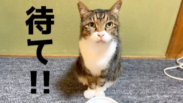 犬のように｢待て｣が出来る賢い実家の猫がこちら…【てん動画】