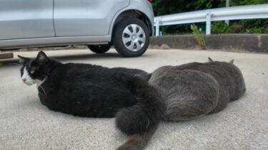 車の下から出てきた猫がかわい過ぎる【感動猫動画】