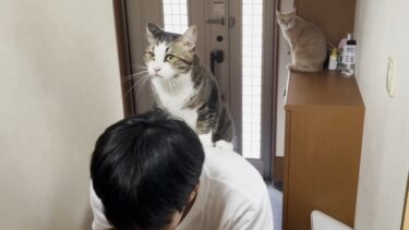 階段掃除に渋々付き合わされる猫【ひのき猫】