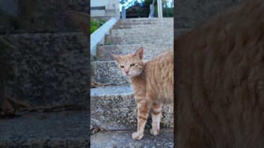 猫島から帰る前にもう一度神社に行ってみるとまたあの猫たちが同じように来てくれた【感動猫動画】