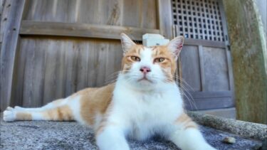 猫島から帰る前にもう一度神社に行ってみるとまたあの猫たちが同じように来てくれた【感動猫動画】