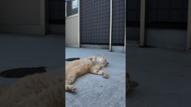 猫島にあるシェアオフィス付近の猫はとにかく人懐っこい【感動猫動画】