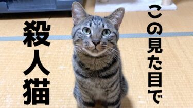 去勢で金玉を奪われた猫は飼い主を殺そうとする…【てん動画】