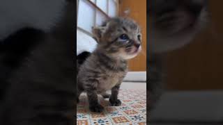 よちよち歩きの子猫プロレスがかわい過ぎる【感動猫動画】