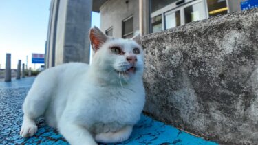 夕方のフェリー乗り場の猫集会に早めにやって来た白猫ちゃんを撫でる【感動猫動画】