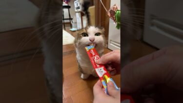 ひのき猫 が秀吉お誕生日会ライブ配信中！【ひのき猫】