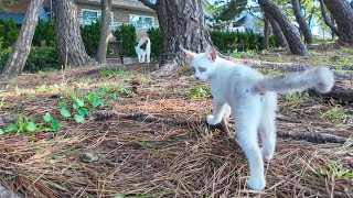 海辺の公園の三毛猫ママ親子、松林の中をウロウロ探検する【感動猫動画】