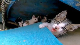 漁港の子猫達がかわい過ぎる【感動猫動画】